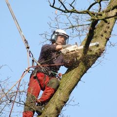 Baum-Beschnitt