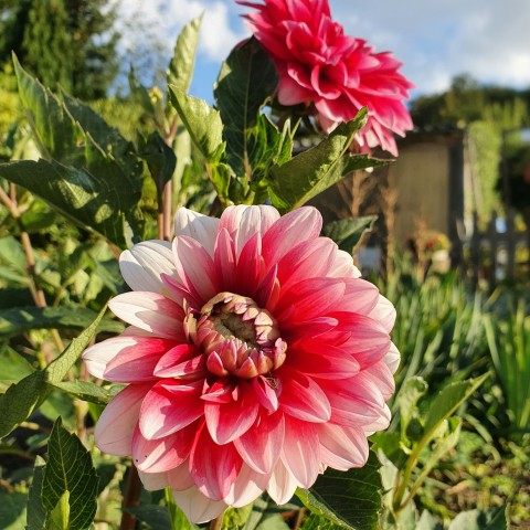 Nach dem Hochsommer Herbstblumen pflegen