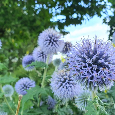 Garten im Spätsommer