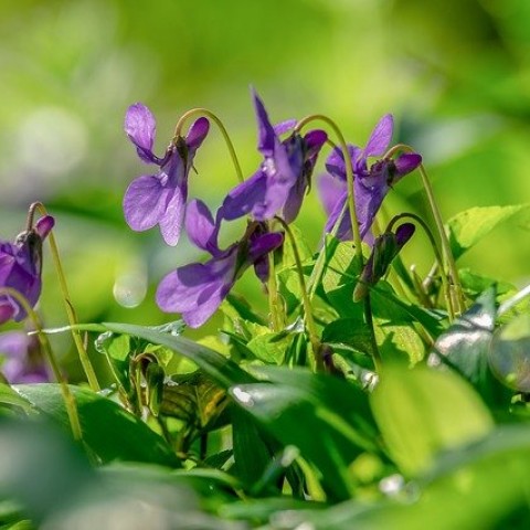 Frühjahrsblumen bring Farbe in den Vorgarten